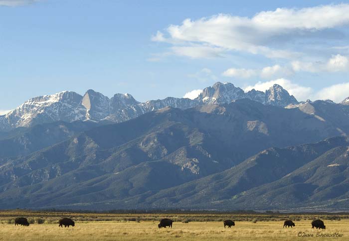 Bison graze below a backdrop of Kit Carson Peak, Crestone Needle and Crestone Peak on The Nature Conservancy's Medano Zapata...
